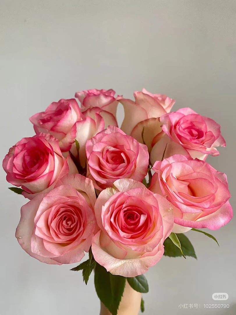 【小九】【艾莎玫瑰】  全场任意满两单及以上鲜花包邮