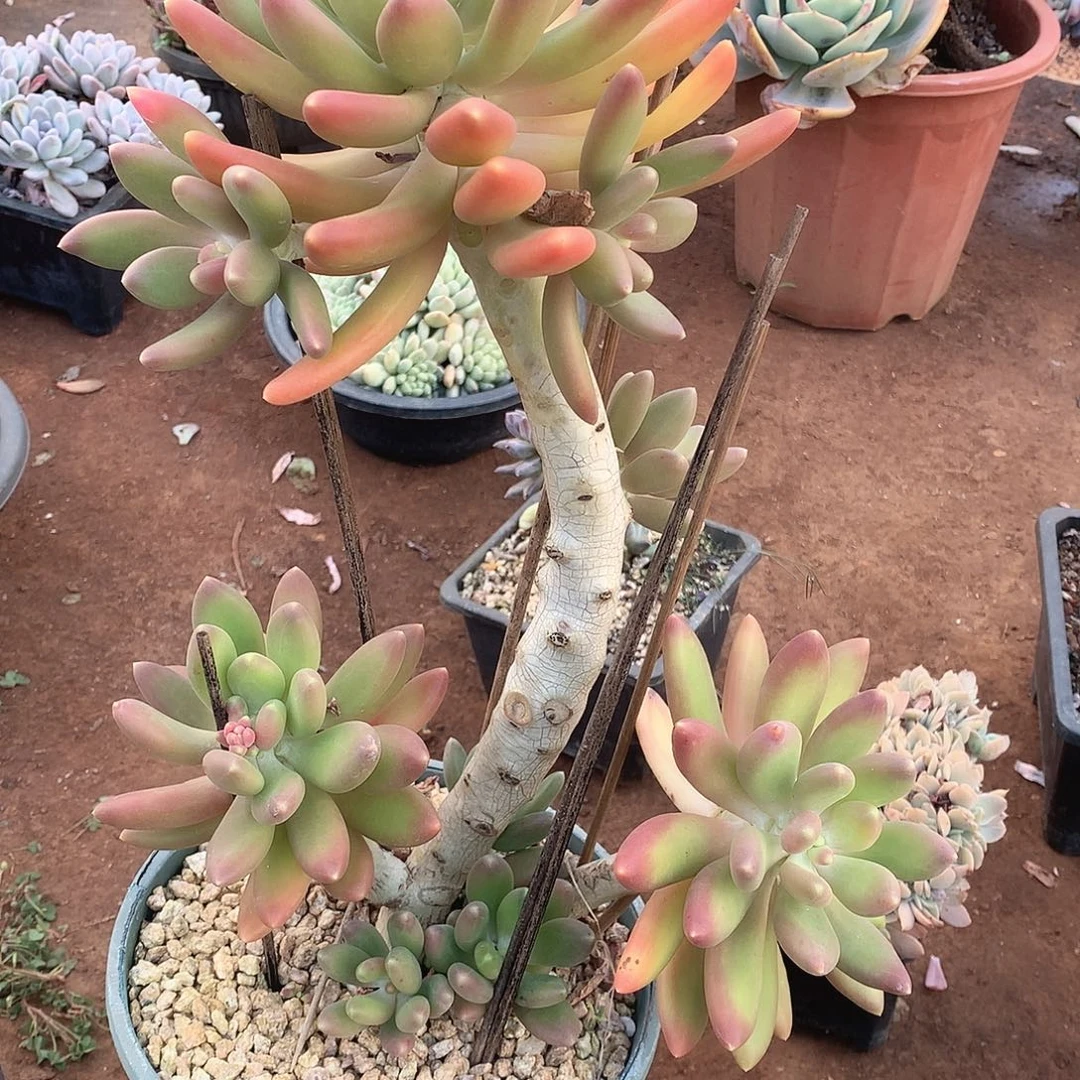 507金蝉一物一拍多肉