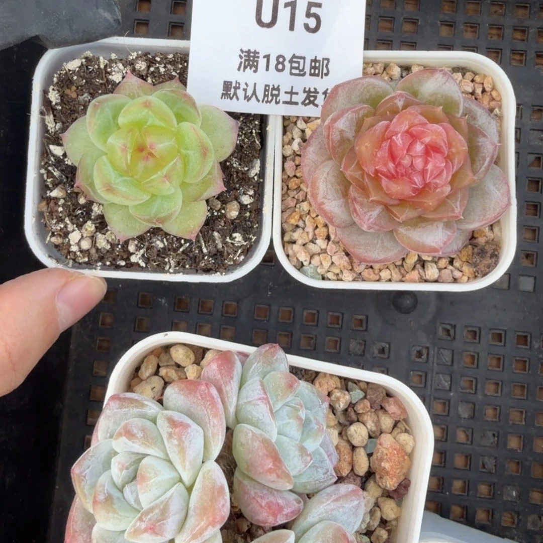 东篱下多肉15哈哈哈