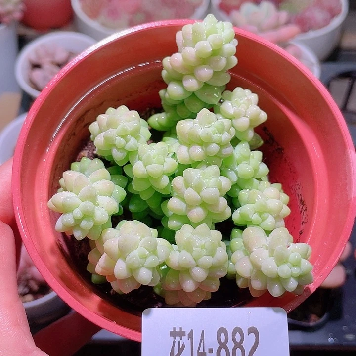 花利美14-882玉坠
