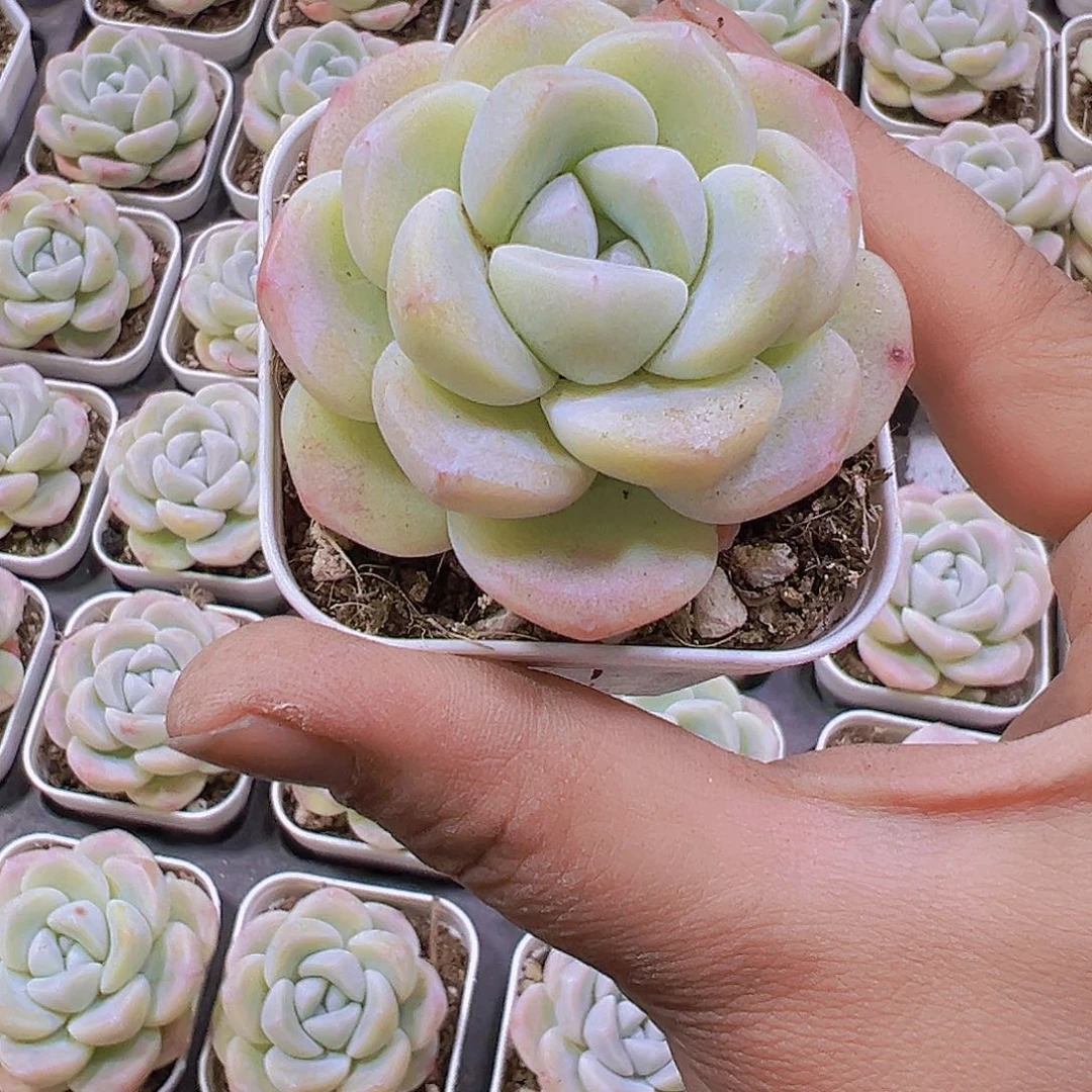 白冰带盆带土19包邮