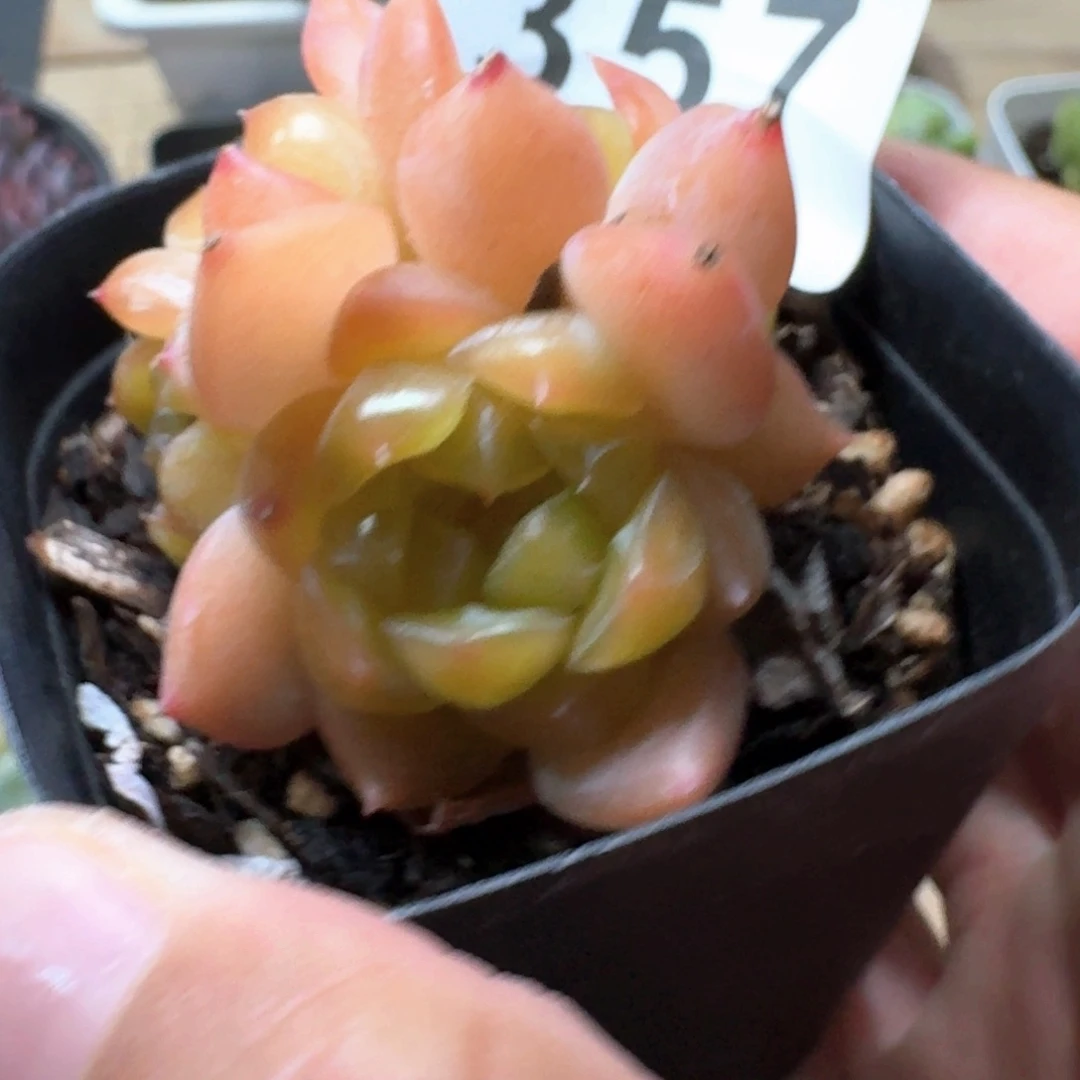 我****黄桃珍妮            精美多肉植物