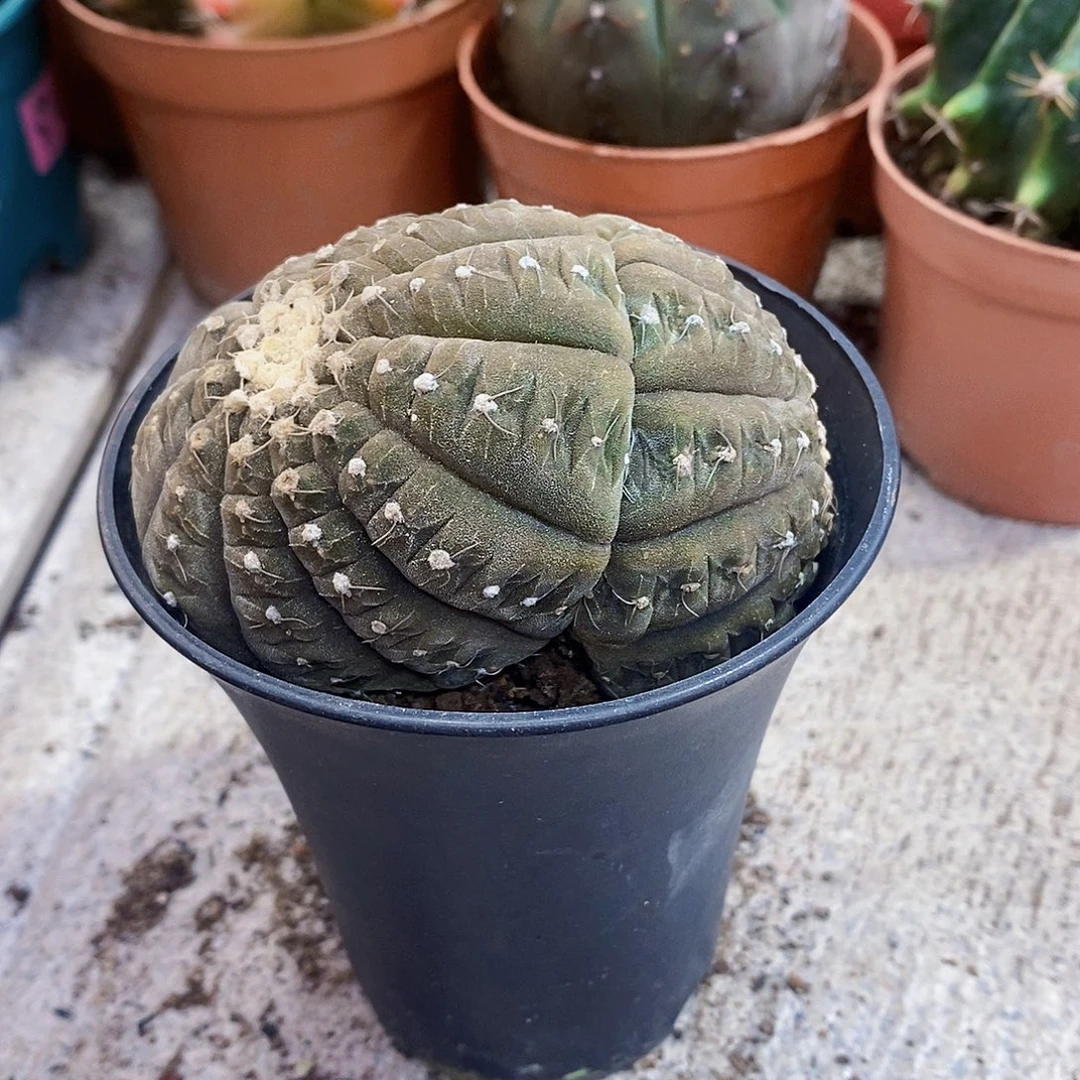 完全开放拉根醉花111111111111个