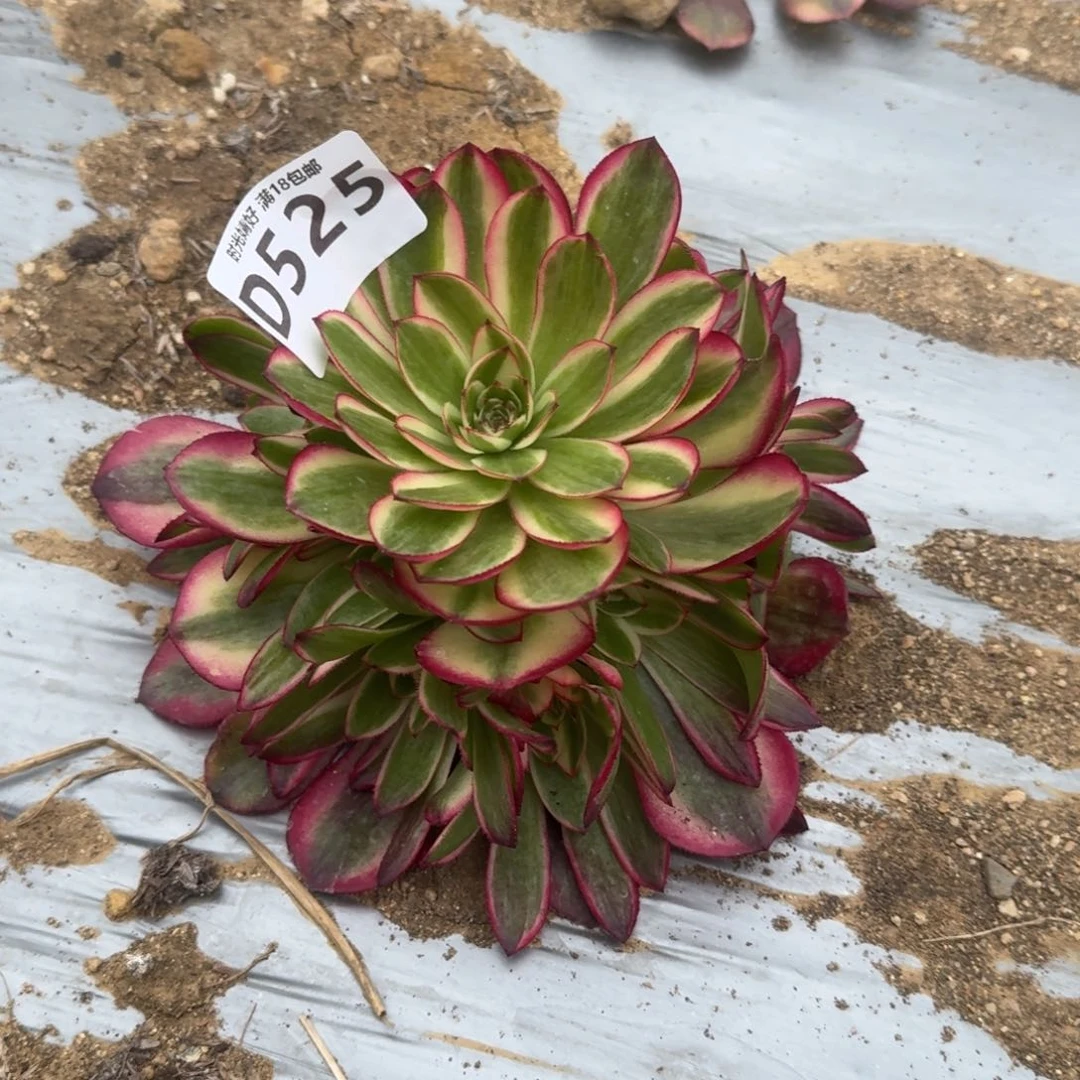 。****，511_526号荔枝多肉植物