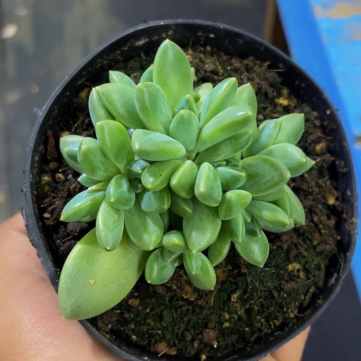 雨花石一物一拍哦