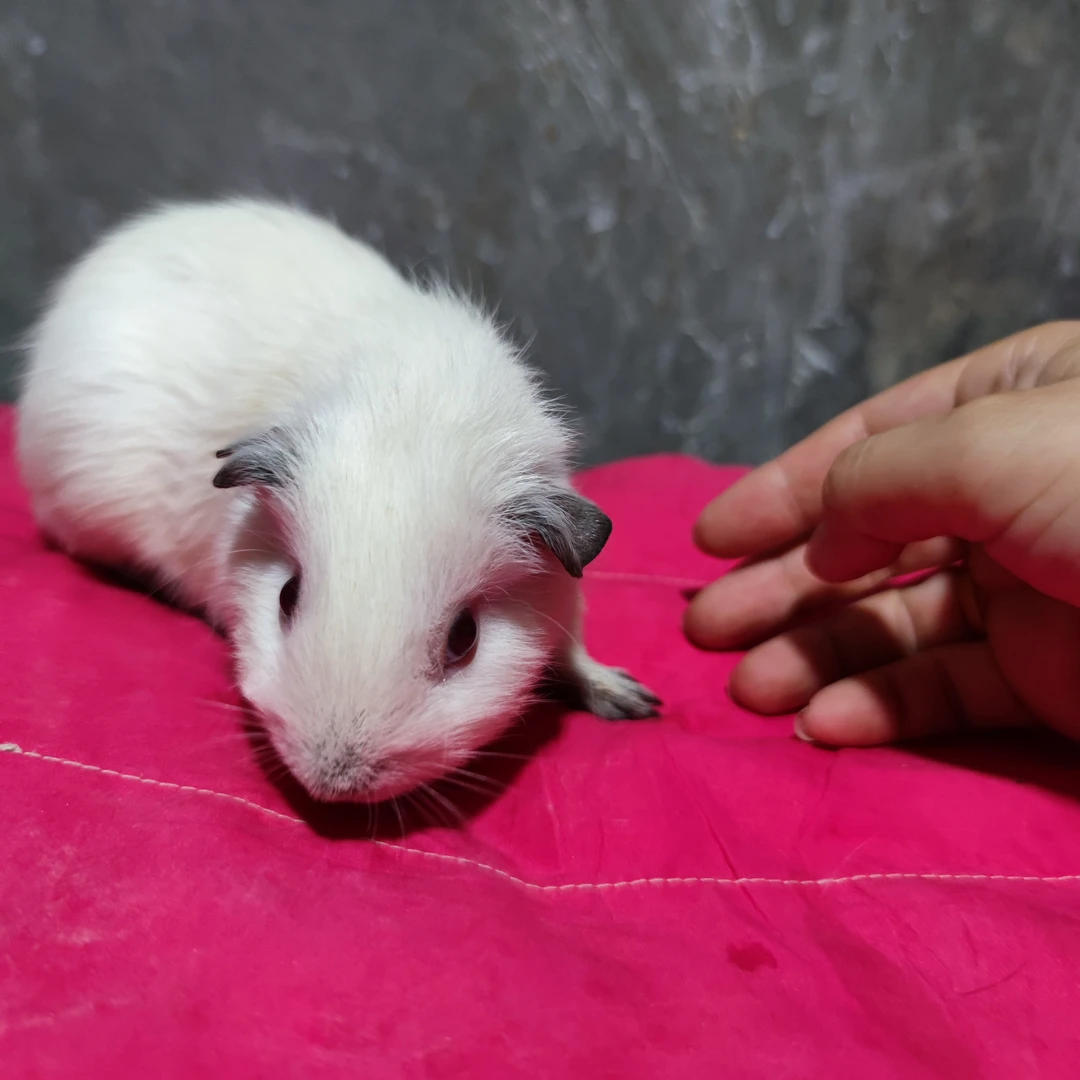 活物豚鼠小宠物适合家庭喂养特价一只