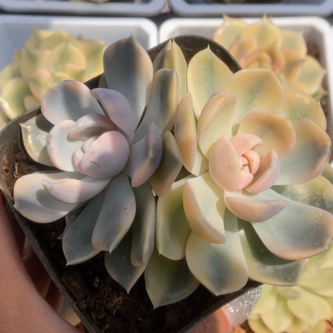 046汉堡锦锦锦锦锦锦