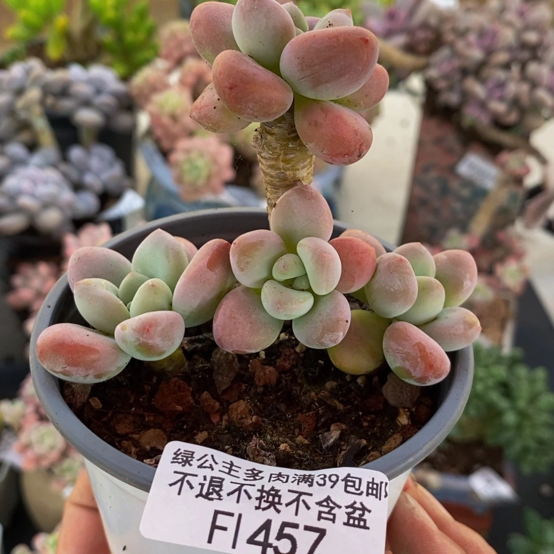 457樱花洛神6cm多肉