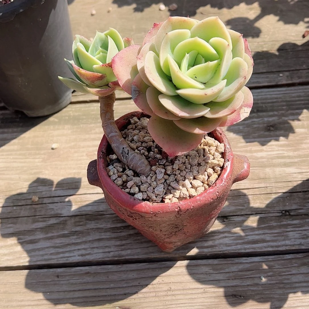 香星娜塔多肉植物脱土