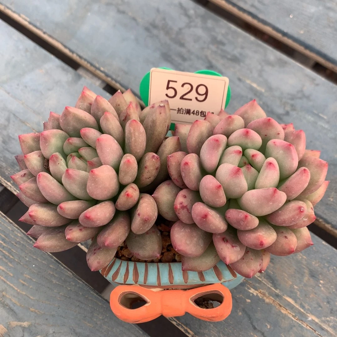 米其林老桩无砍双头529