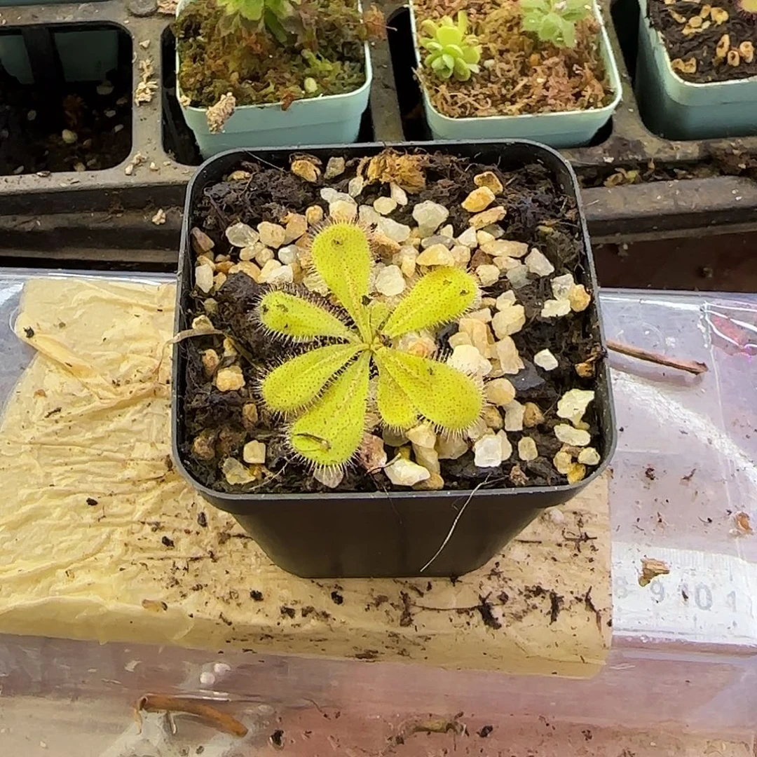 完全开放大叶球根茅