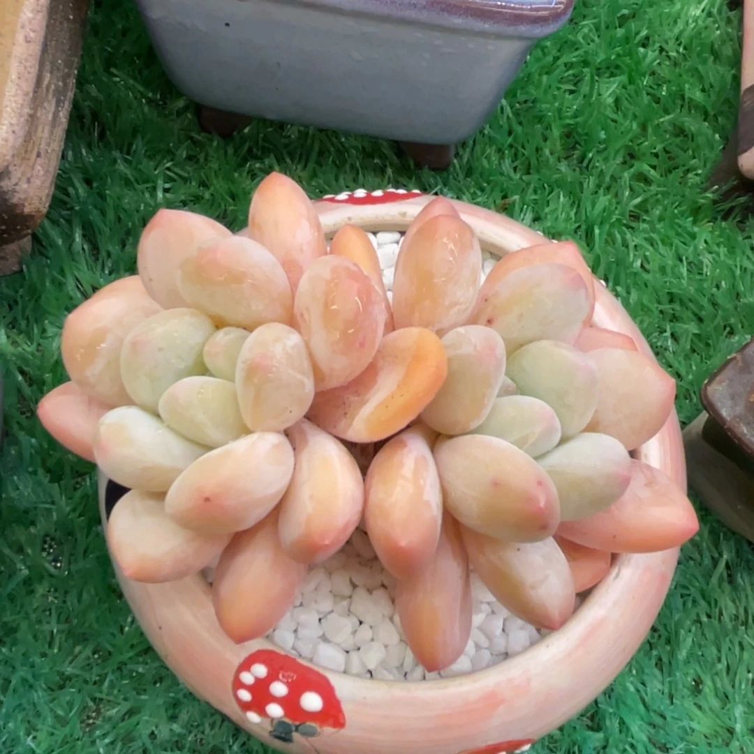 多肉植物盆栽多肉