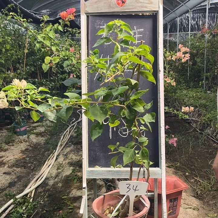 无花朵三角梅三角梅34