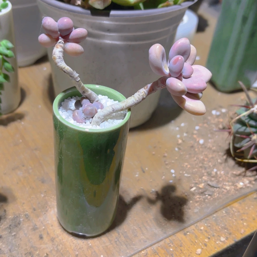 老桩桃蛋新疆包邮