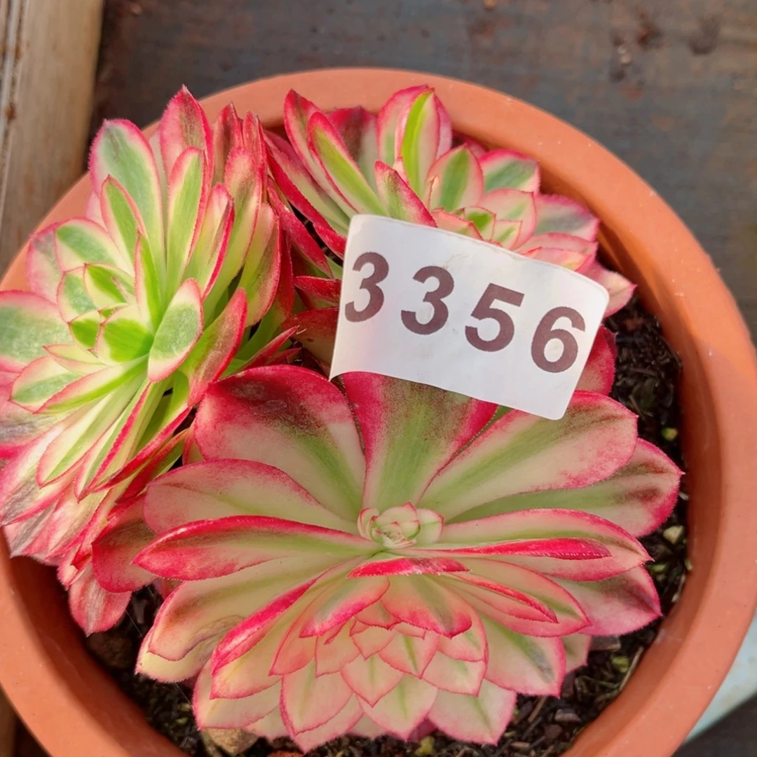 倾城多肉发货发货