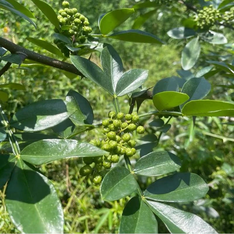 露天鲜花椒新鲜现摘农家自种自采鲜青花椒（顺丰包邮）