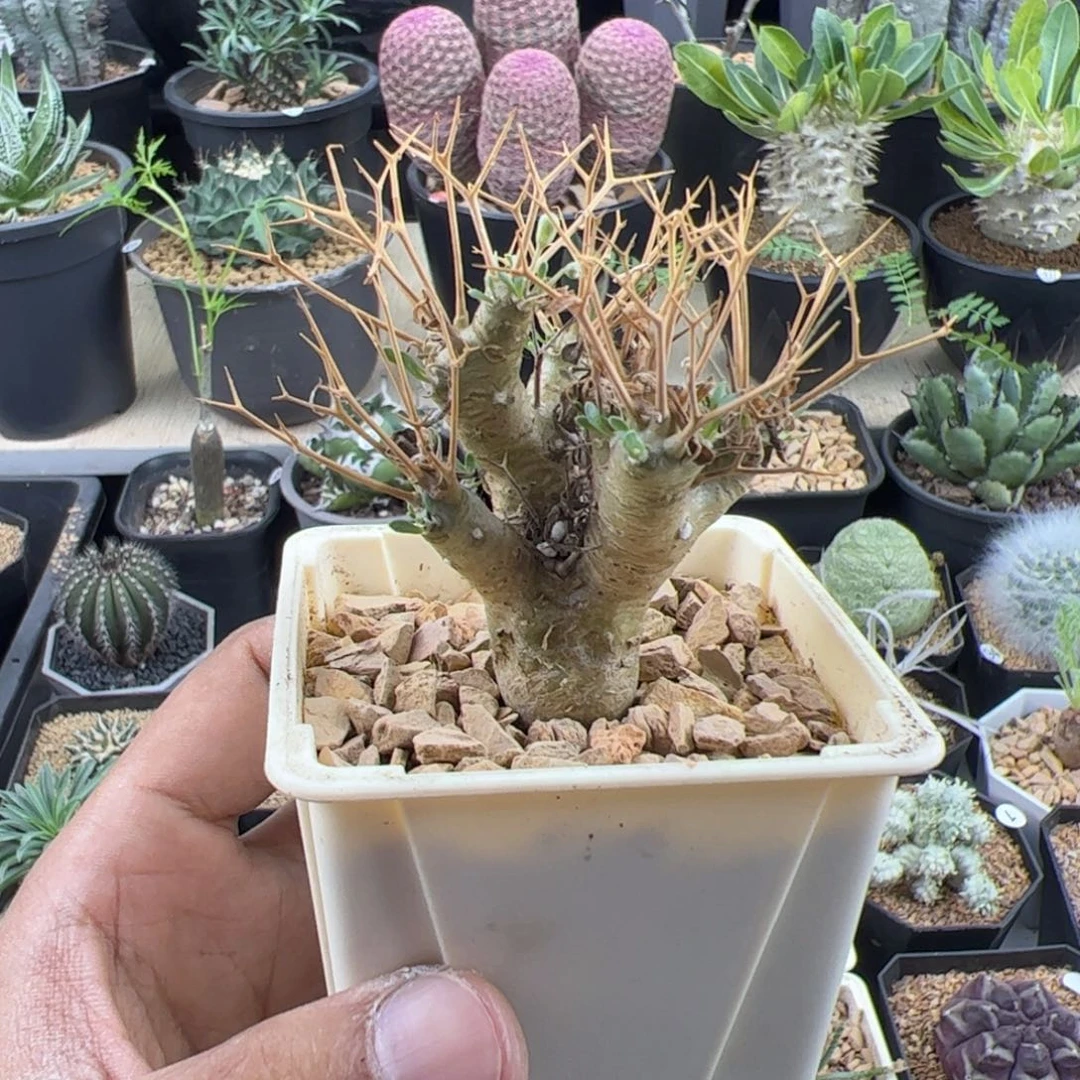黑鬼殿厚敦菊一物一拍默认脱土发