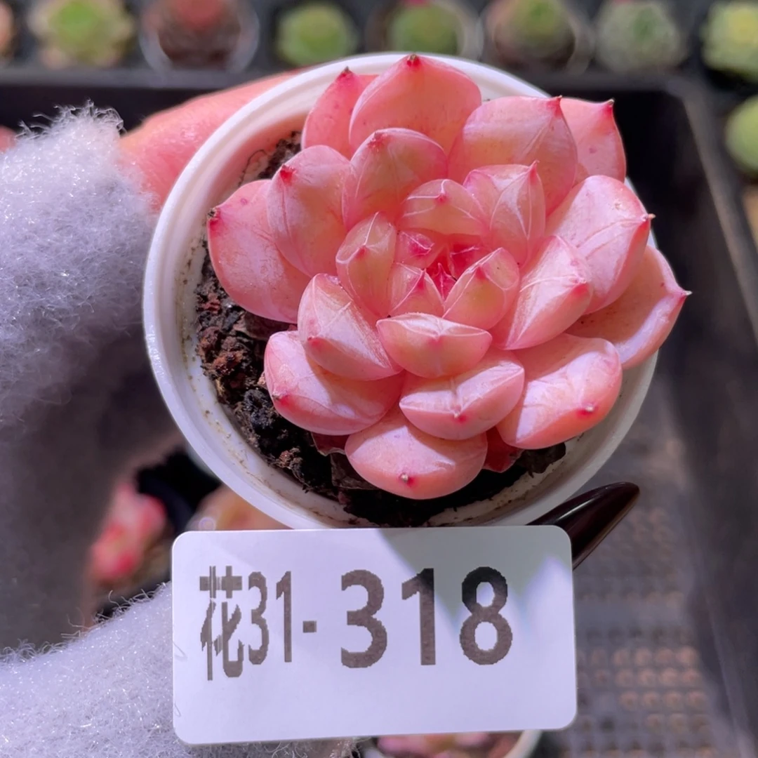 花利美31-318新品