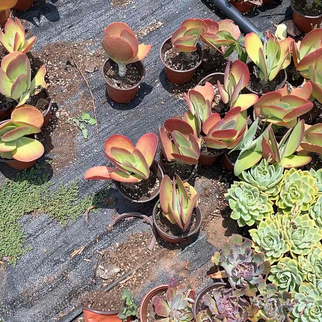 唐印1颗带盆带土发货