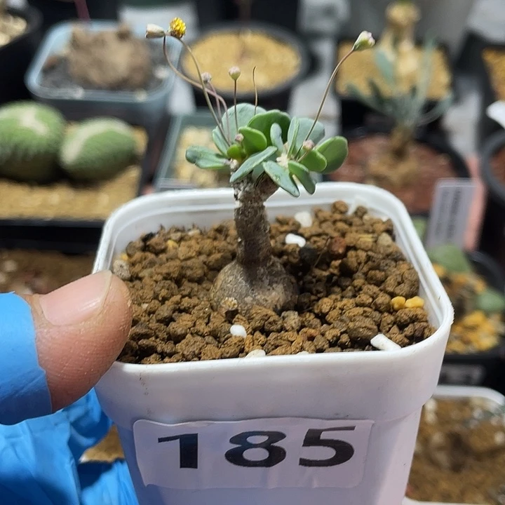 185恩特美厚墩菊，