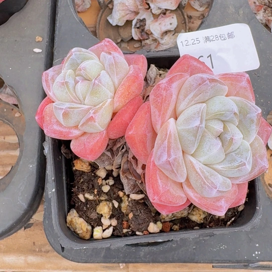 双头粉冰玉脱土发货的