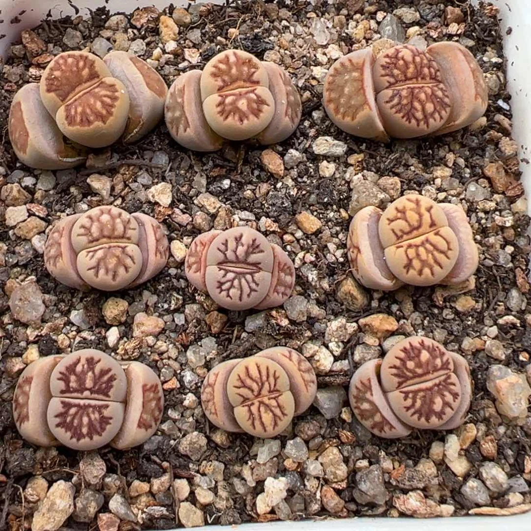 2.24好看的多肉774