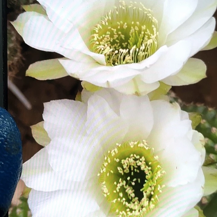 白金刚侧芽歪3公分以上满18包邮
