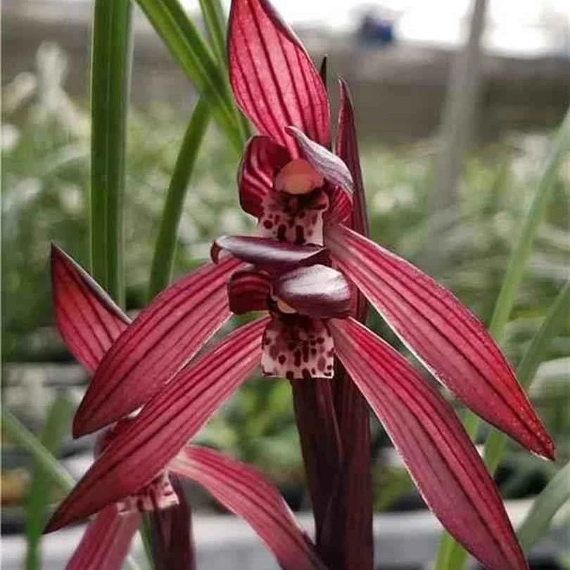 春兰名品  板桥遗墨    两壮苗 基地直发裸根