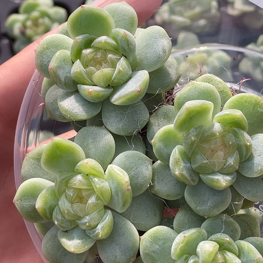 OTO一物一拍多肉切糕0323
