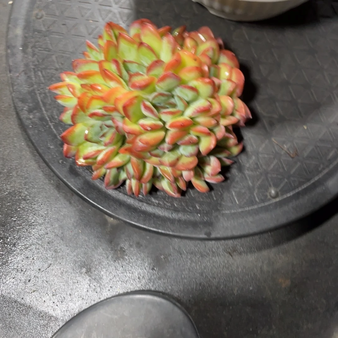 凡***一一物一拍中通快递
