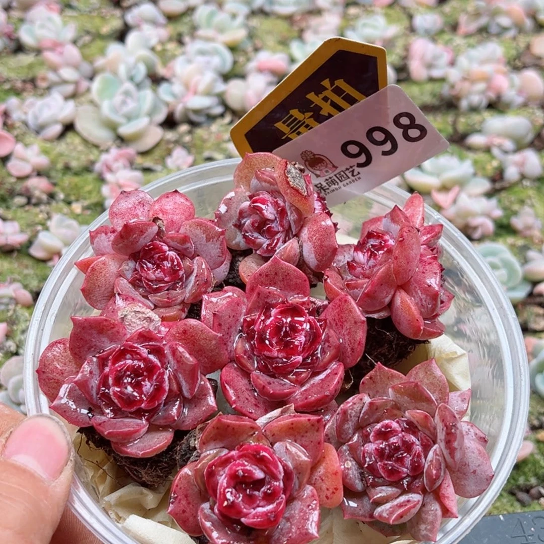 多肉植物多肉植物