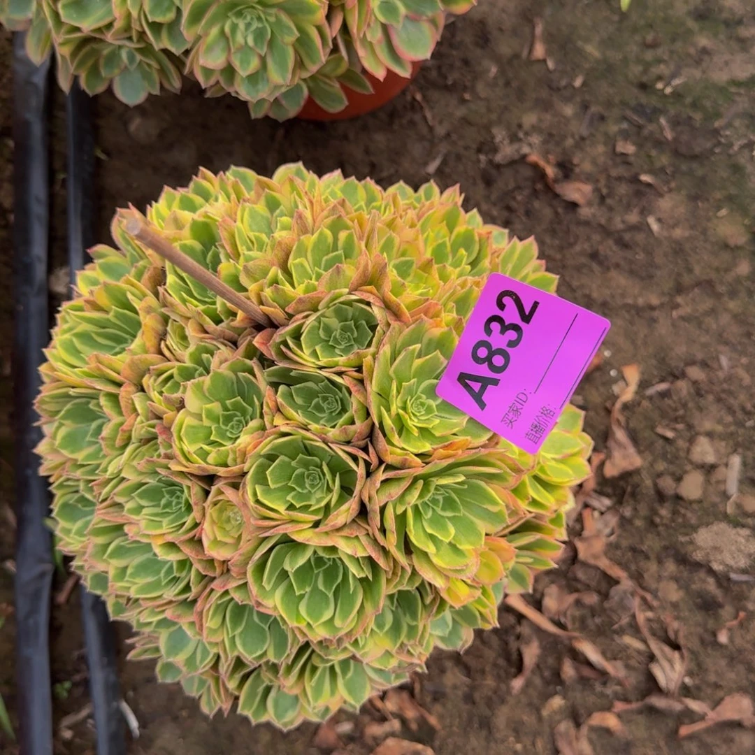 法师缀不包损多肉天喜832