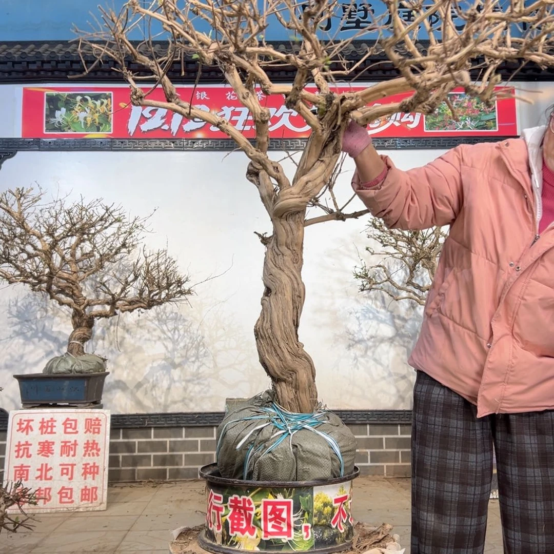 无花朵金银花88888