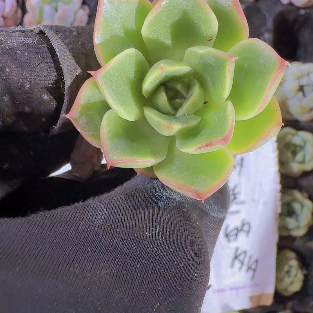 精品斗牛士两颗一组