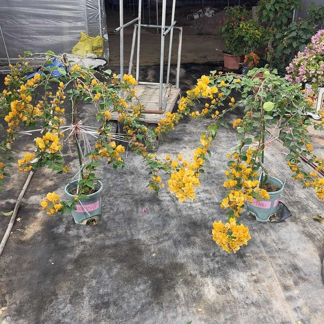 大部分花苞少量开放方