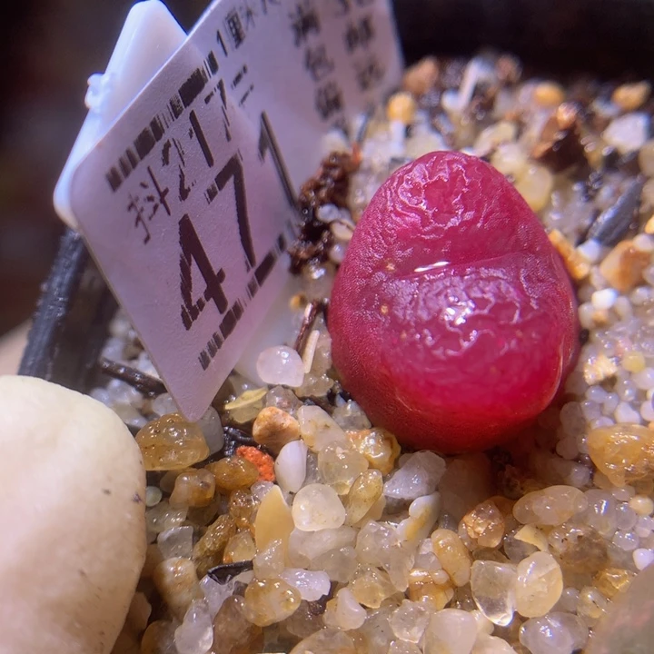 精品生石花217.471