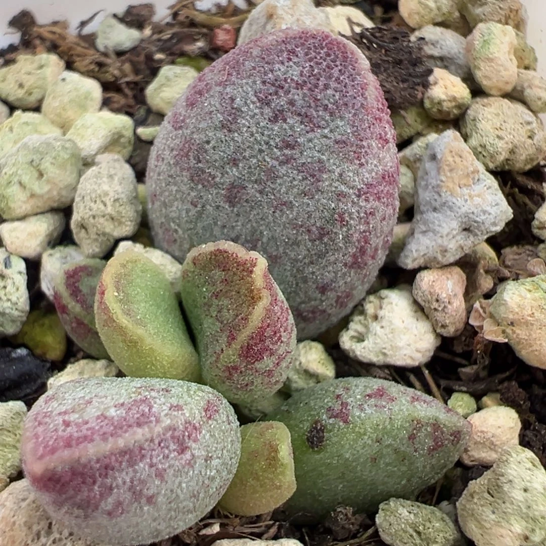 艾薇大苗多肉植物水泡
