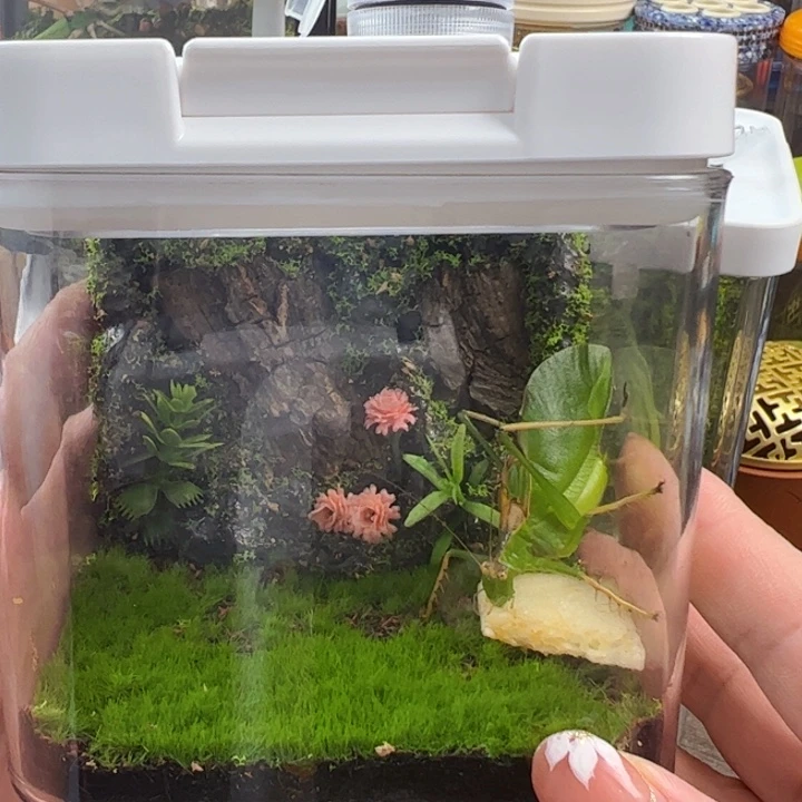 哈哈哈生态箱带帆翅螽