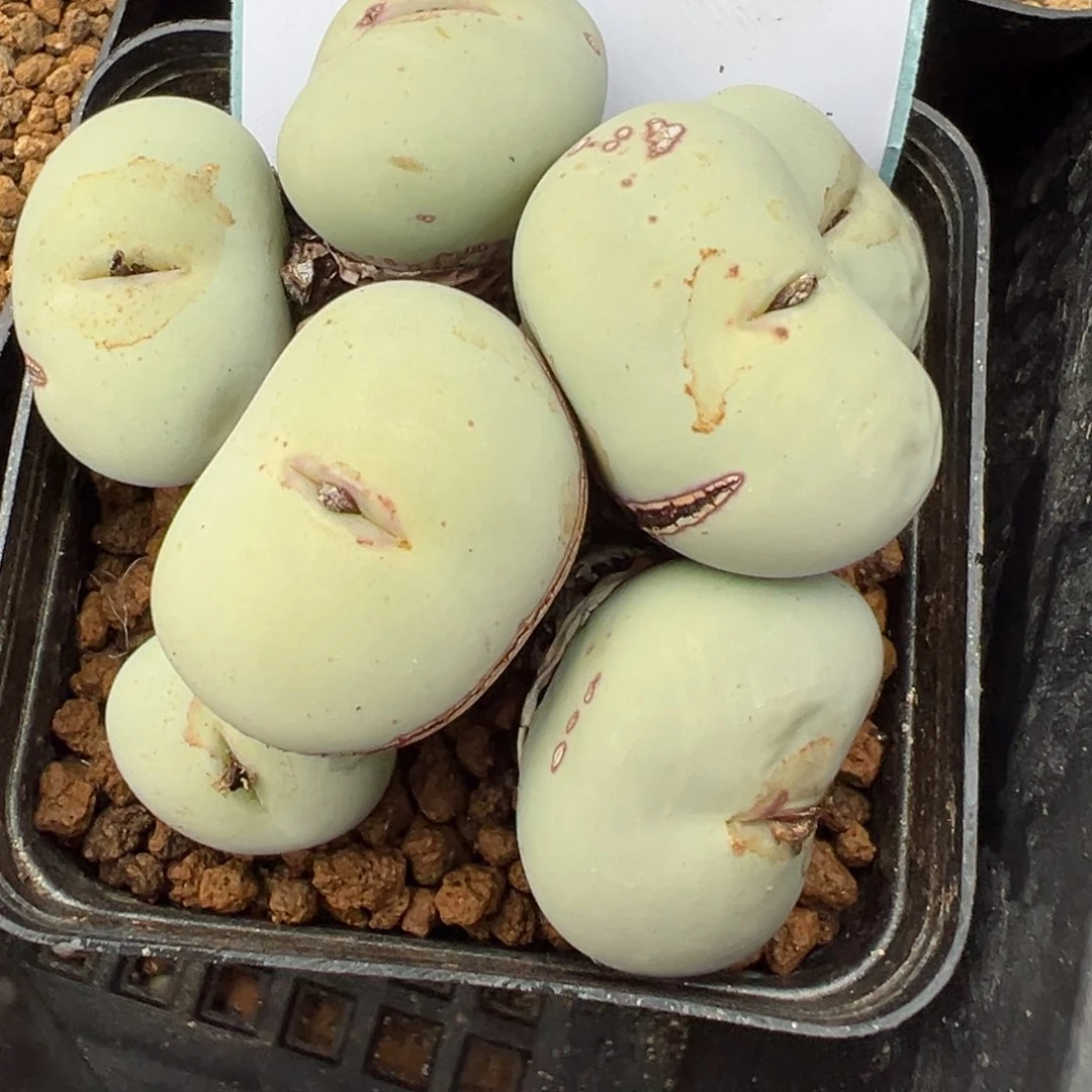 1**y6-10肉锥多肉植物