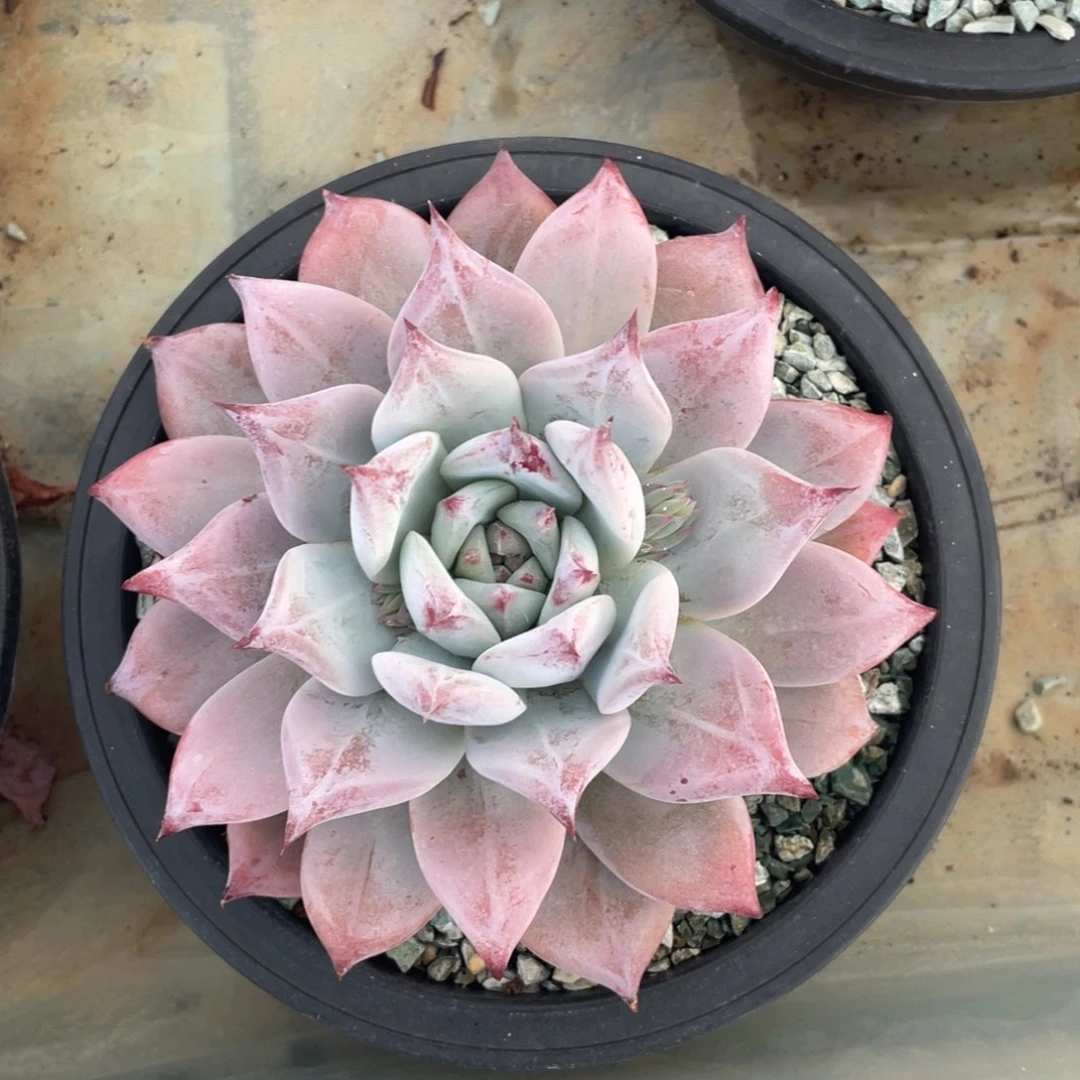 卡子冠幅12 公分一物一拍