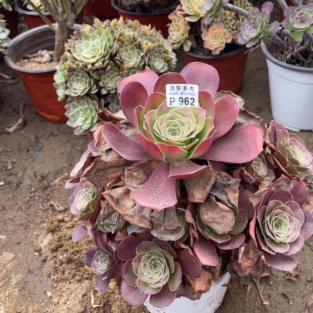 962魅金玫瑰多肉法师断枝不包