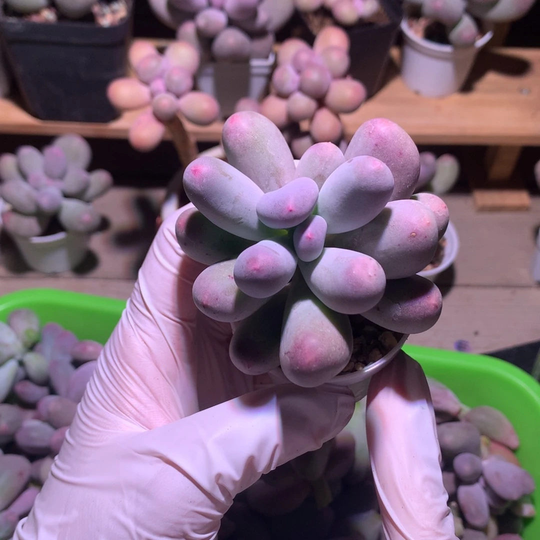 米可奶酪多肉韩国母本