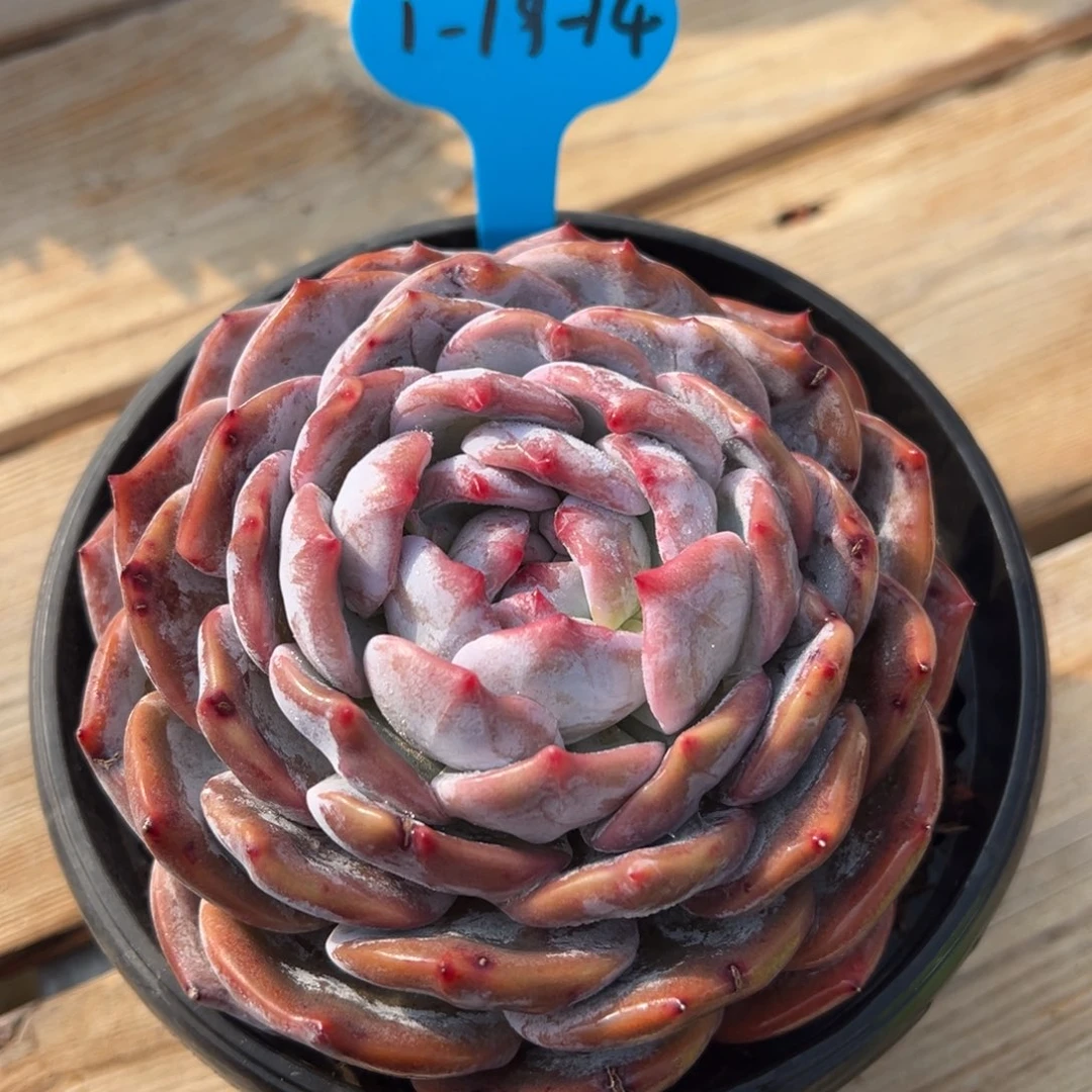 1-19-14蜜橙多肉植物