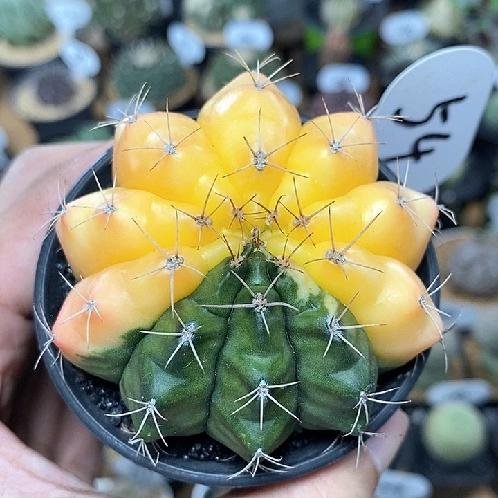 牡丹自然锦54号6.7cm