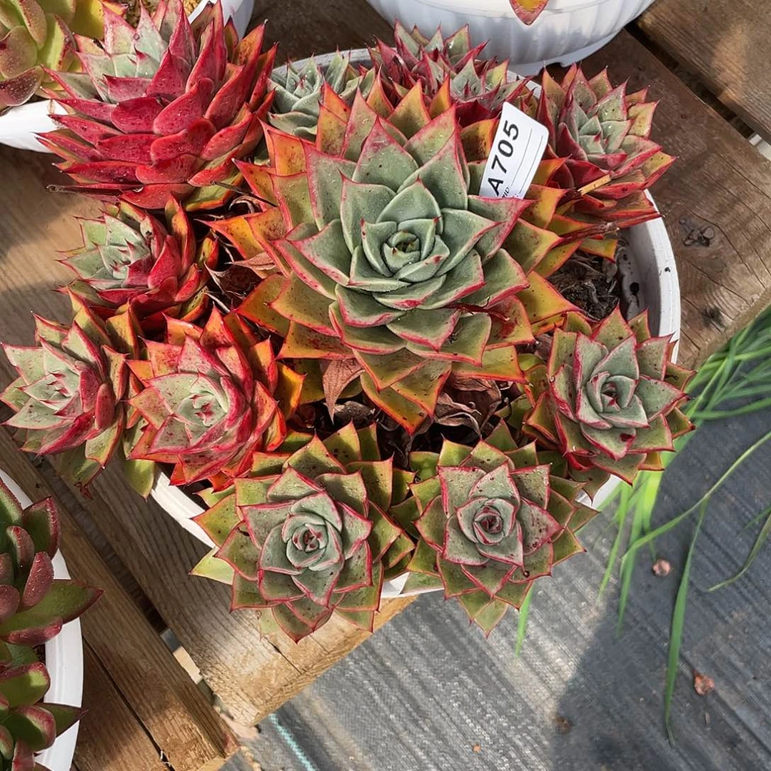 水***色若如东云单拍A705