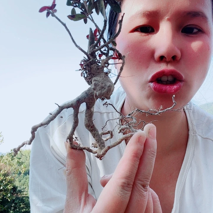 无花朵映山红杜鹃红花盆景素材