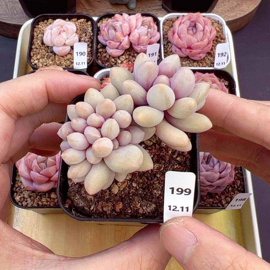 好好看199、哈哈哈哈