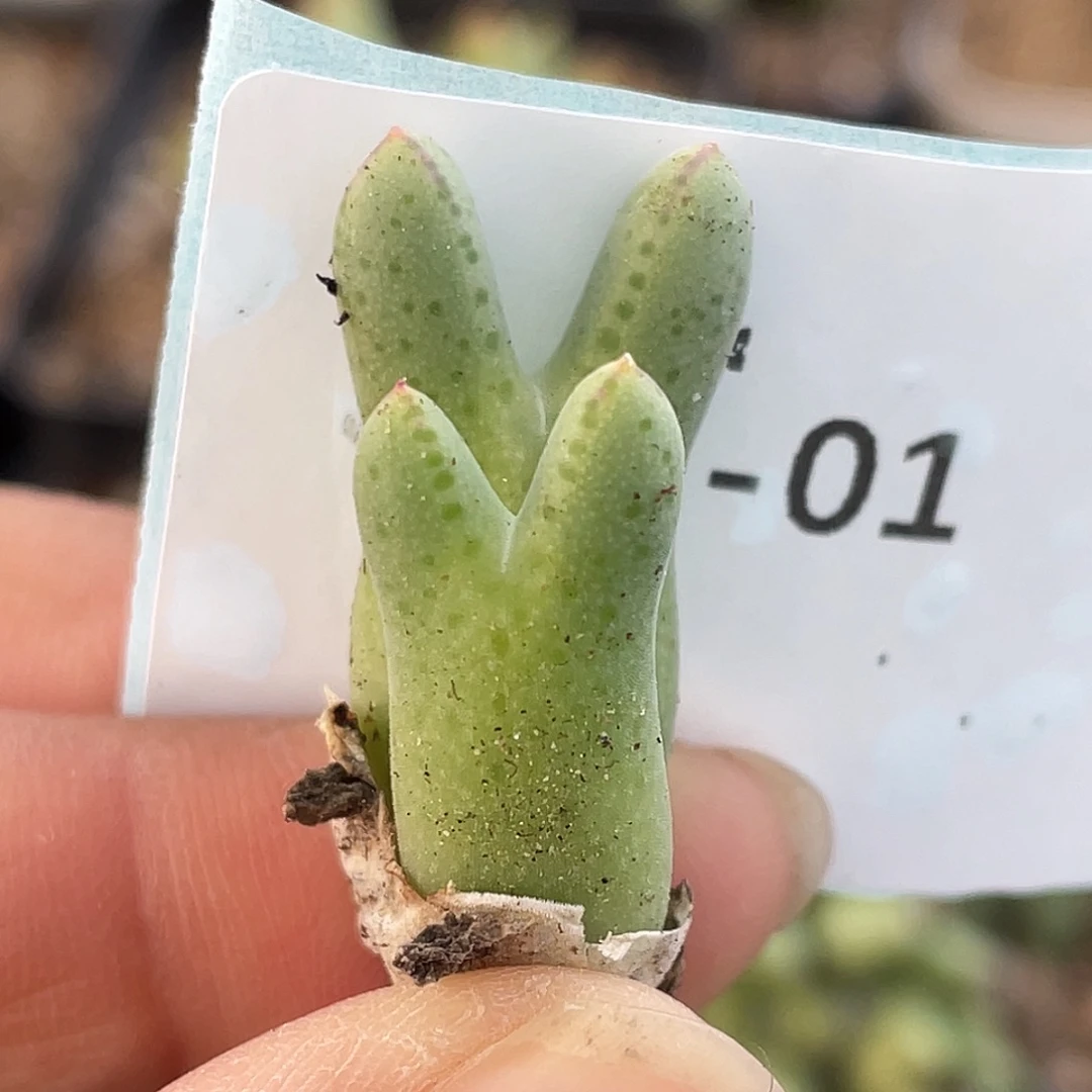 2-1猪蹄多肉植物肉锥