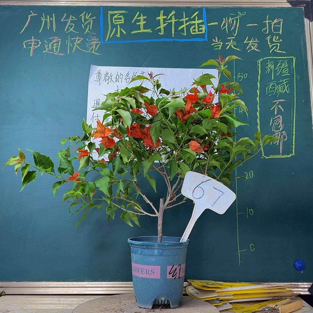 当前无花栽培后可以开花热火桑巴67