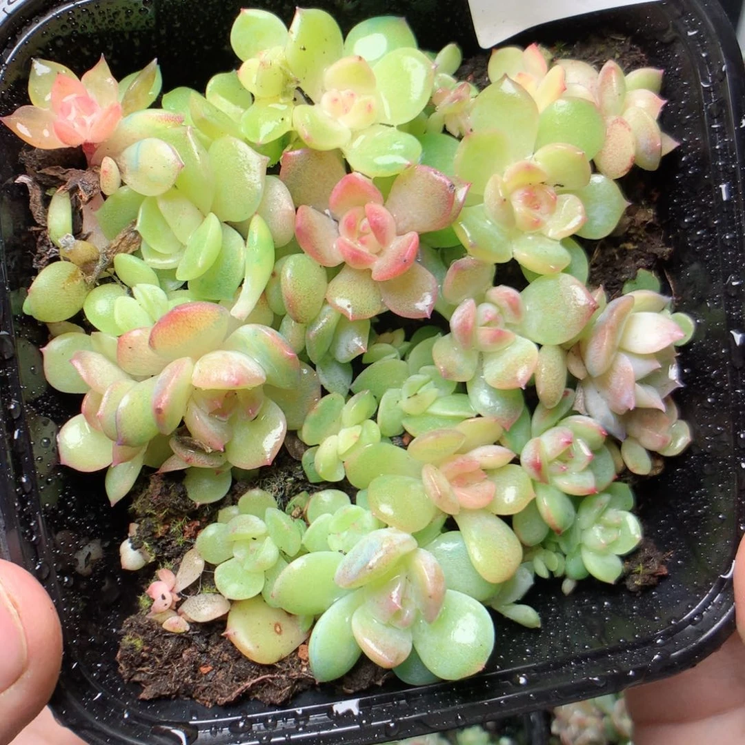 无花朵E43珍妮混yyyy